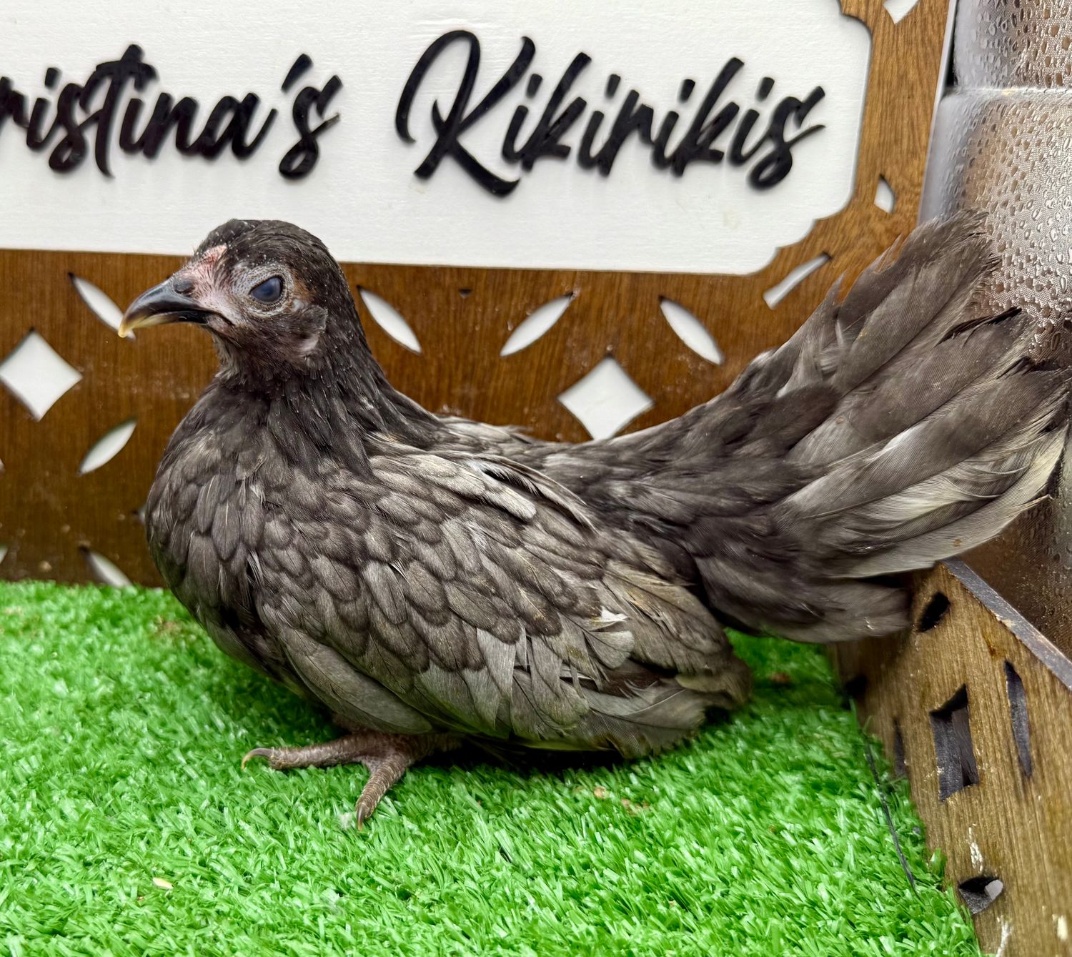 Possible Pullet
