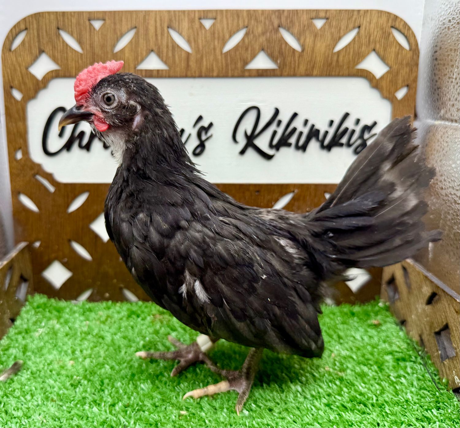 Cockerel