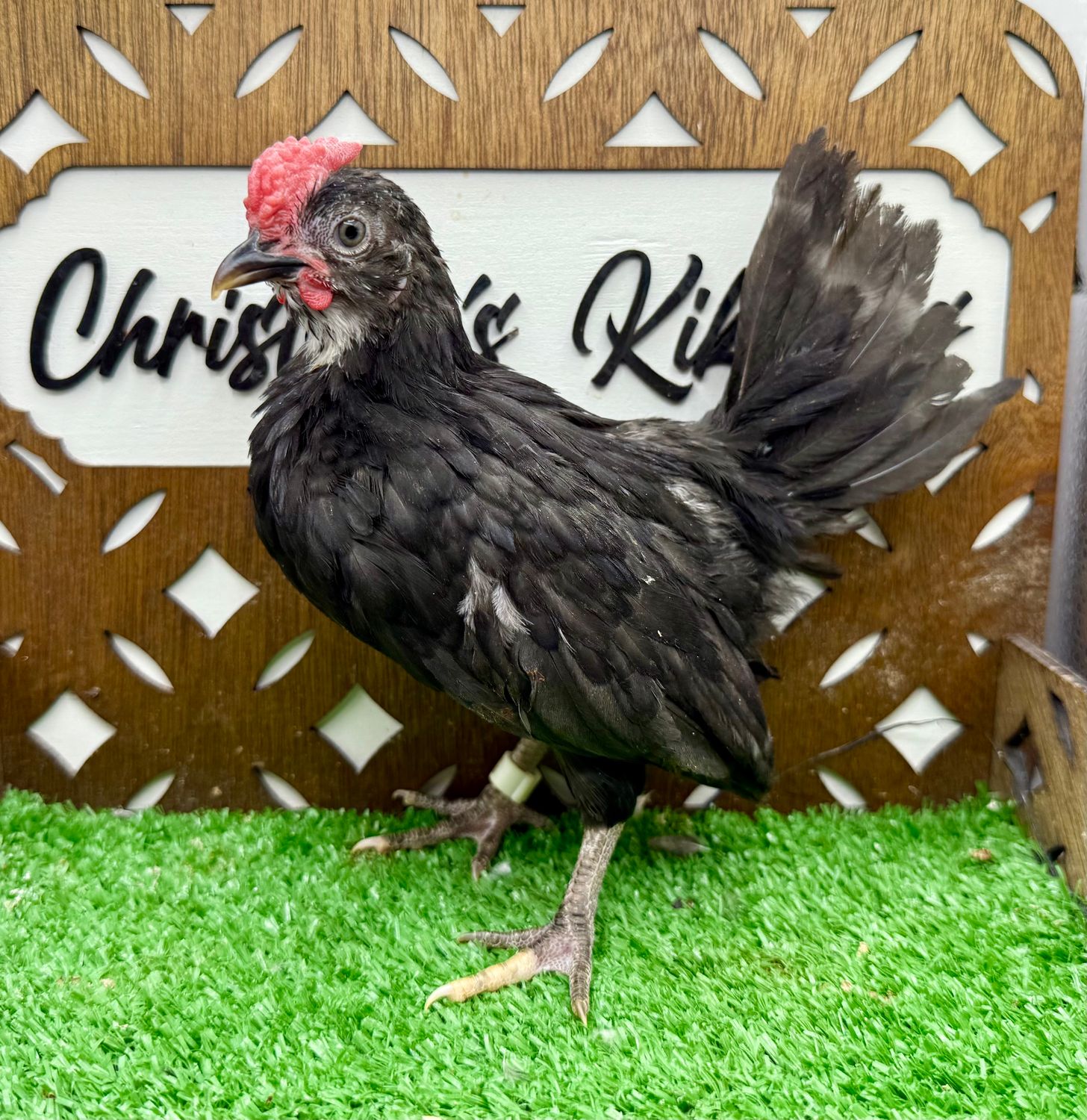 Cockerel