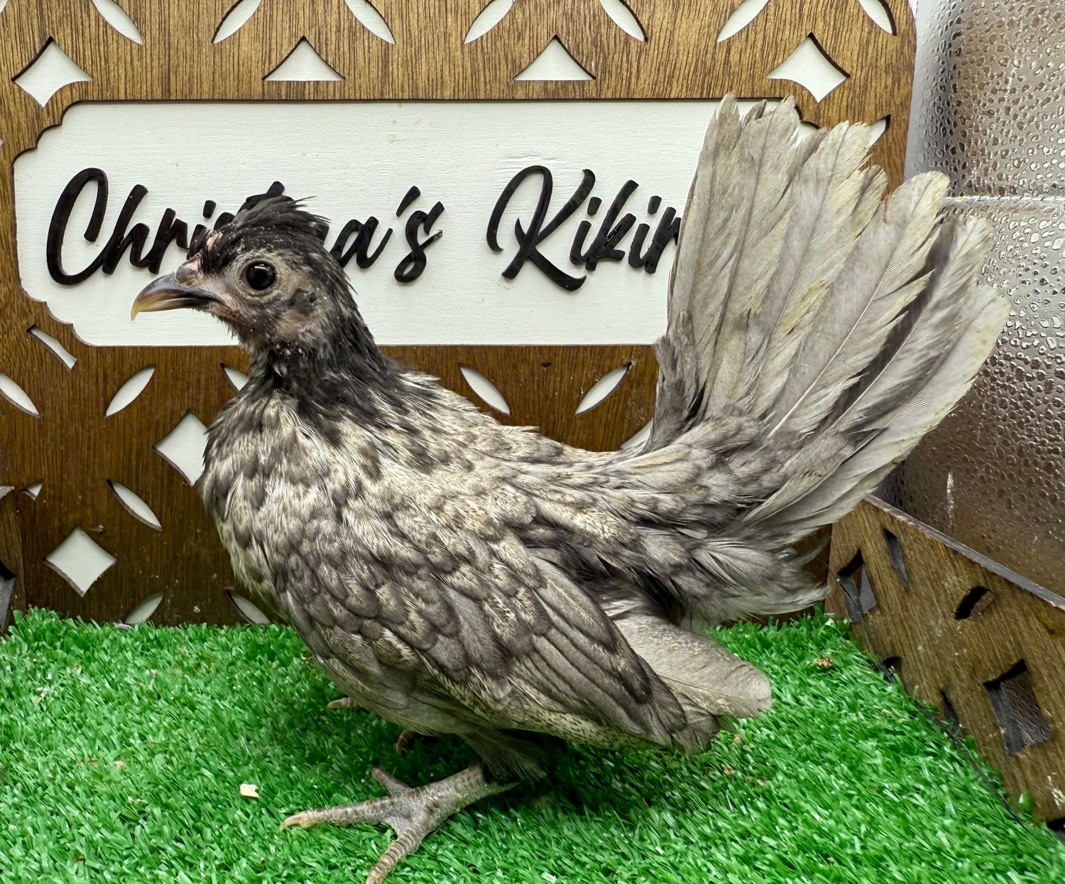 Possible Pullet