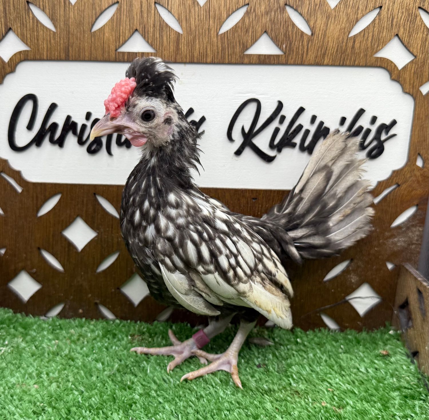 Cockerel