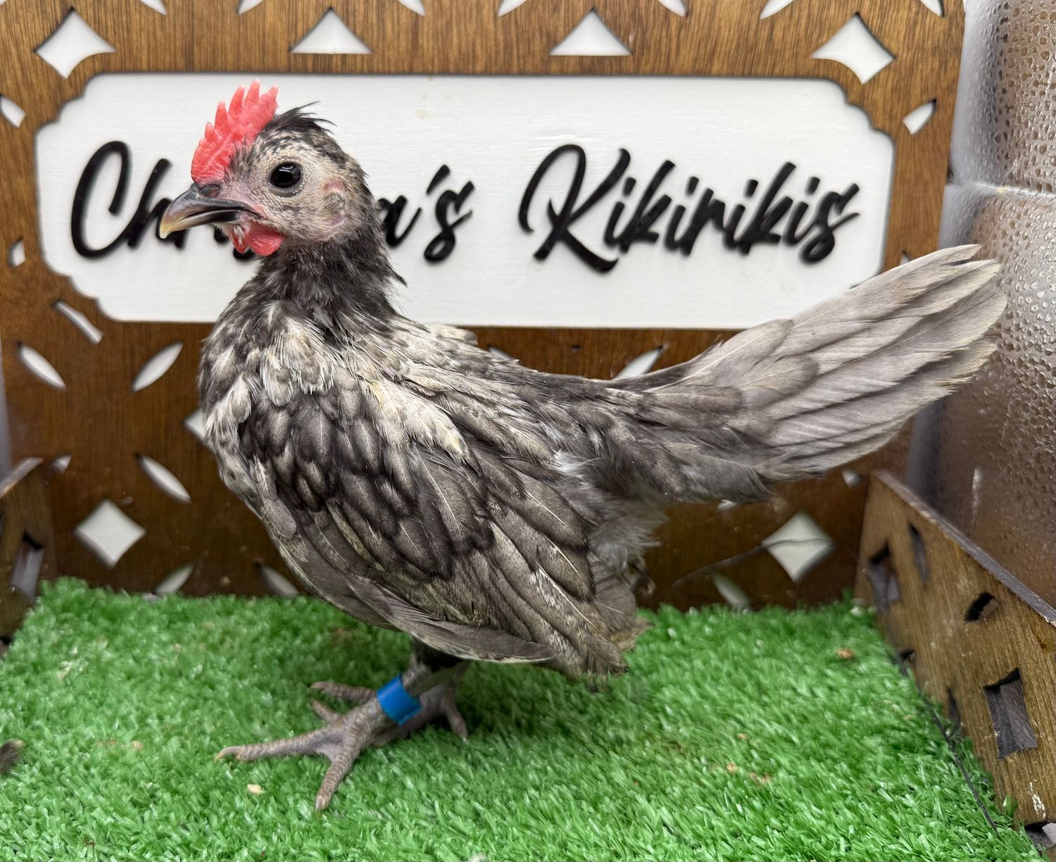 Cockerel