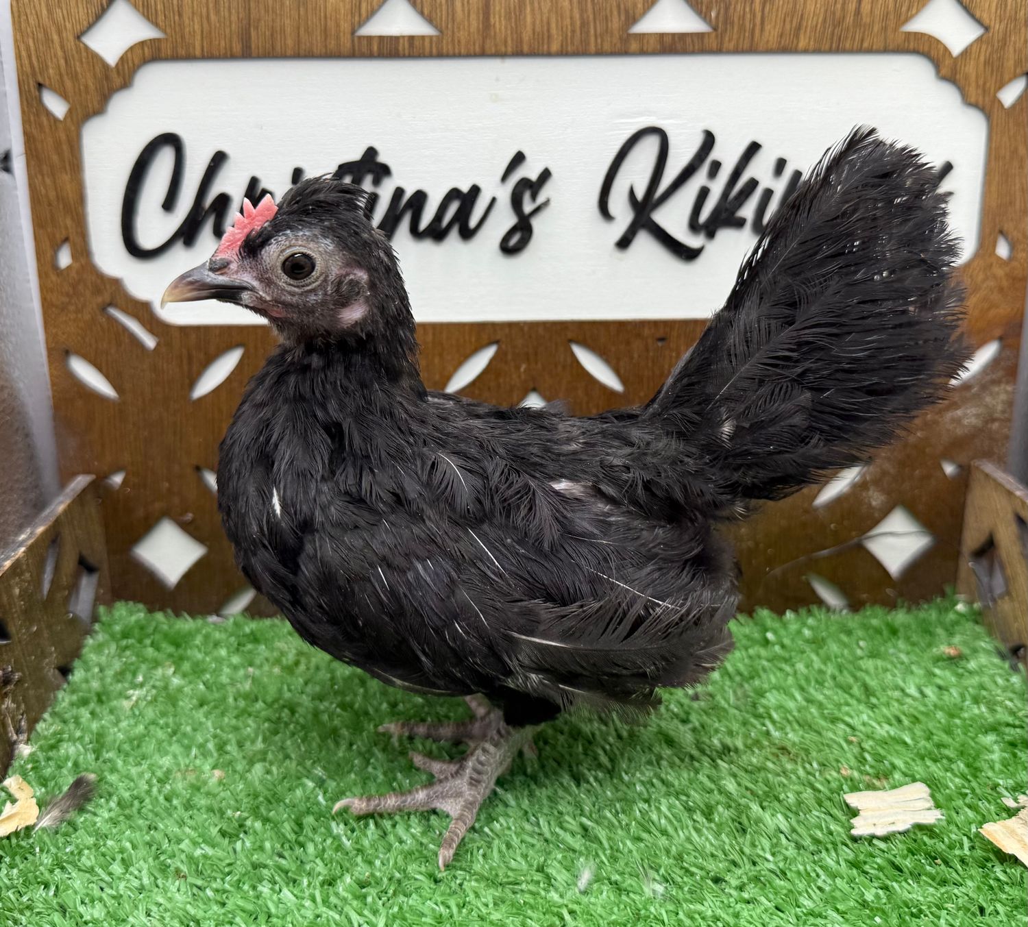 Cockerel