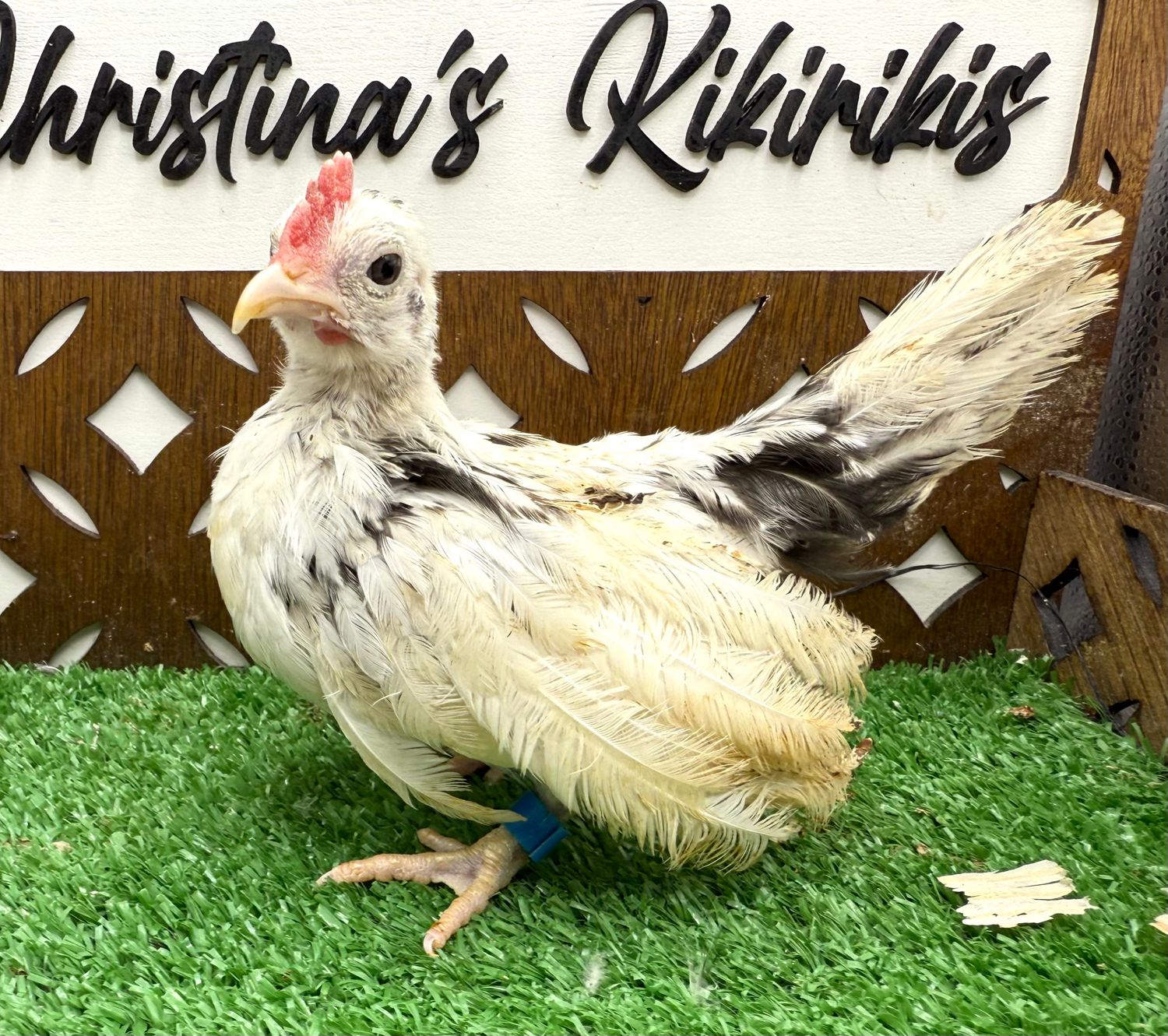 Cockerel