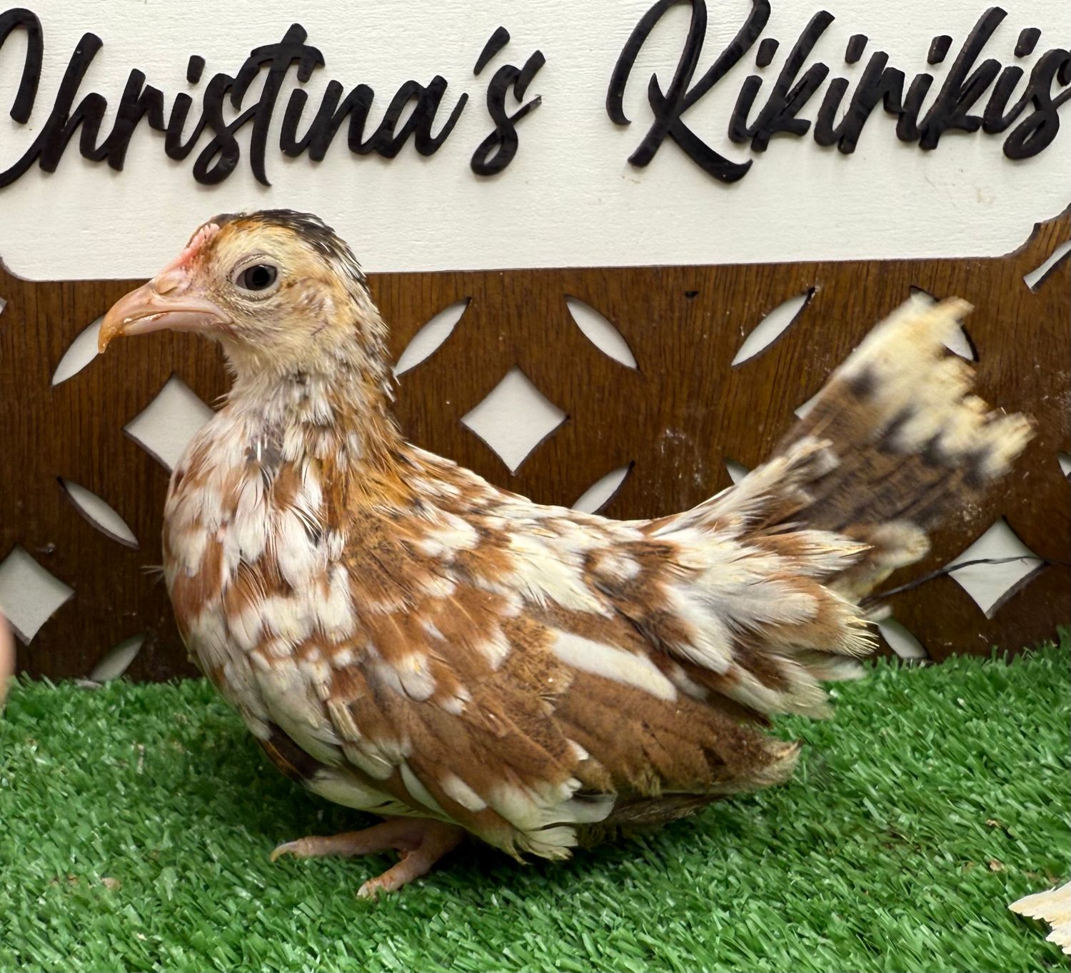 Possible Pullet