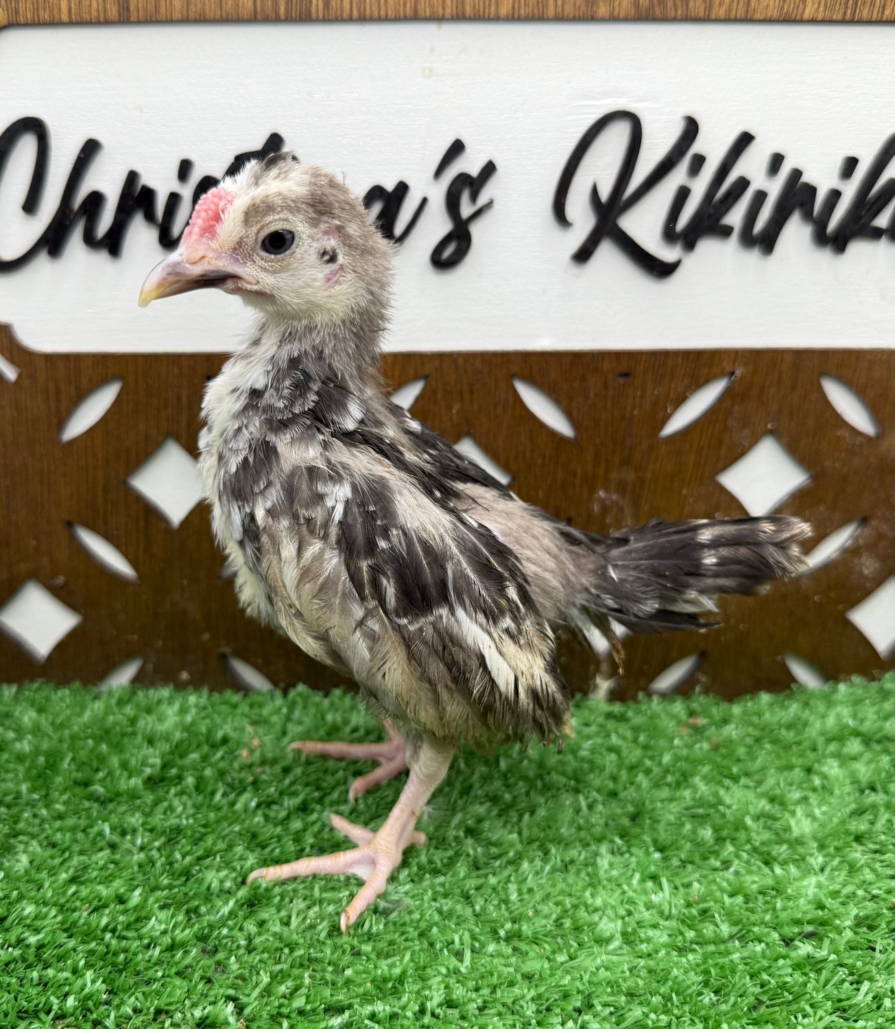 Cockerel