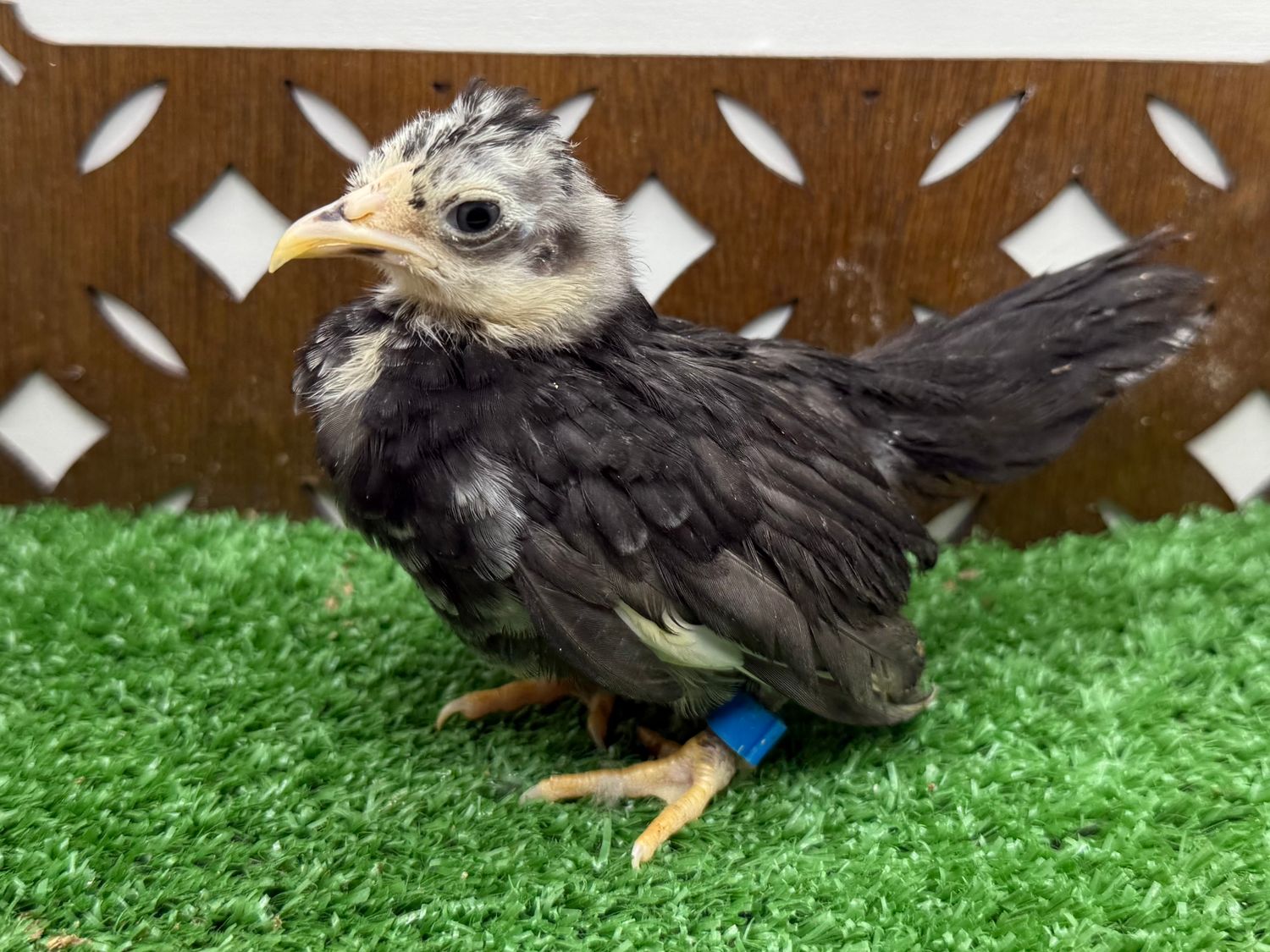 Possible Pullet