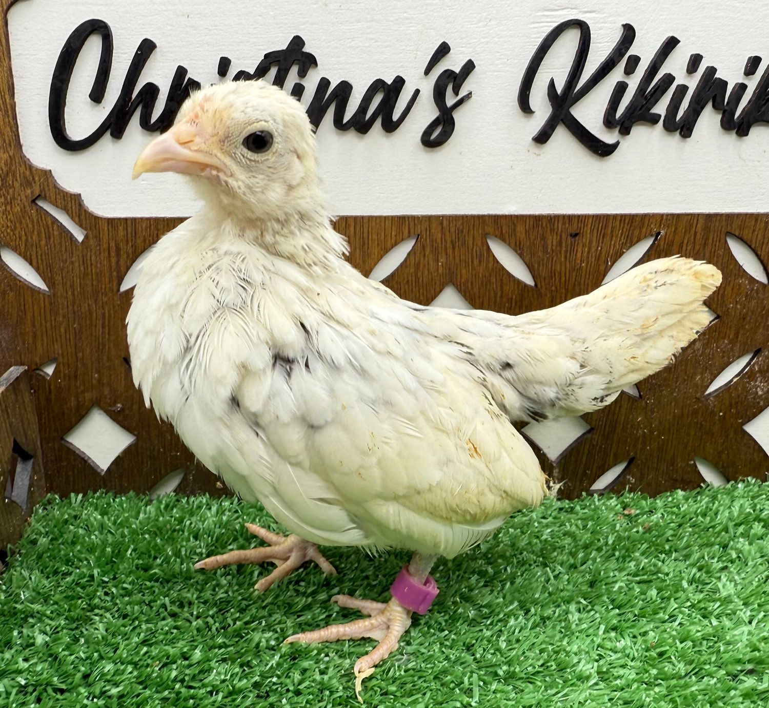 Possible Pullet