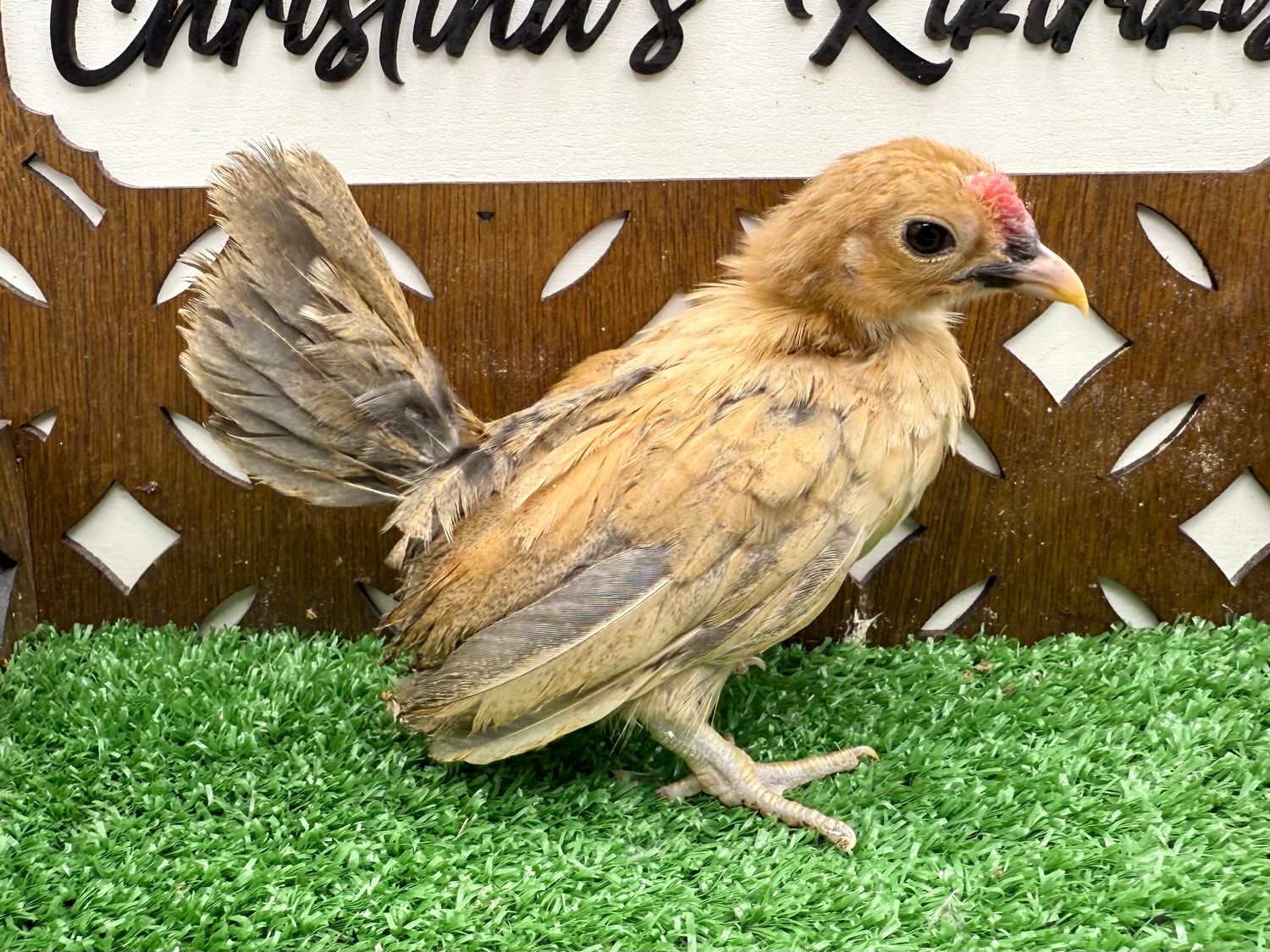 Cockerel
