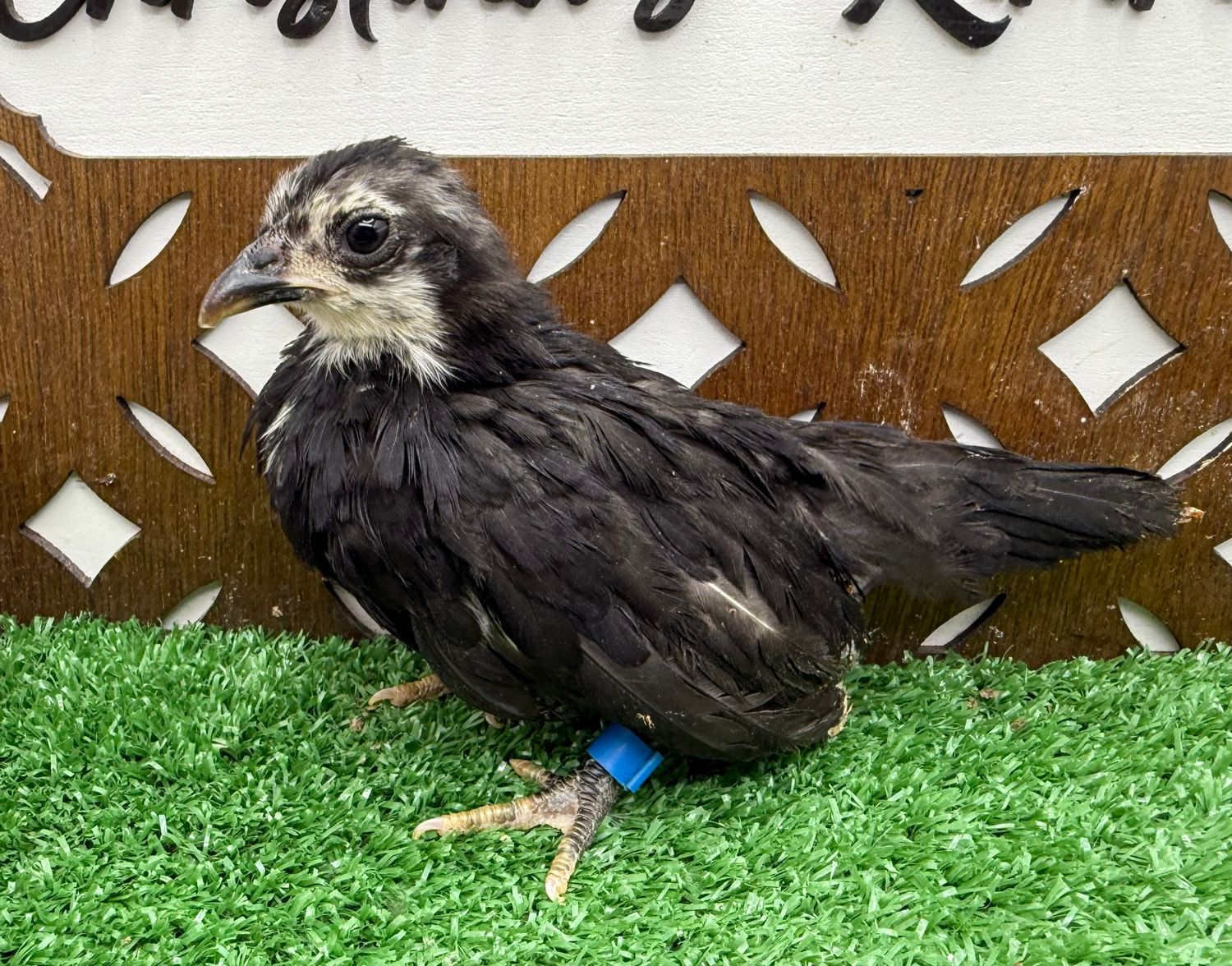 Possible Pullet
