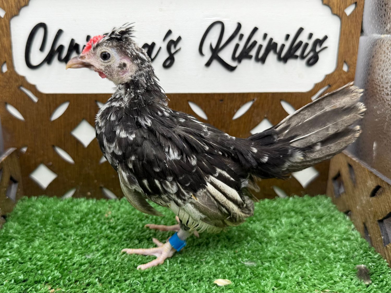 Cockerel