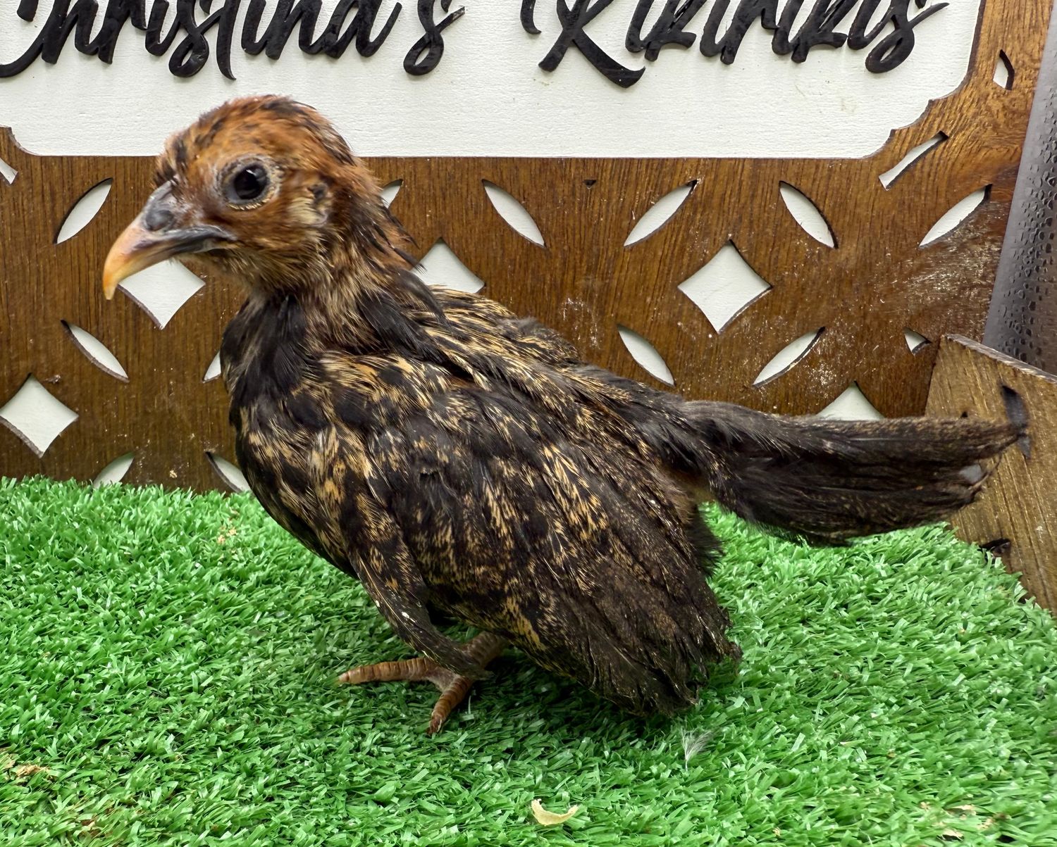 Possible Pullet