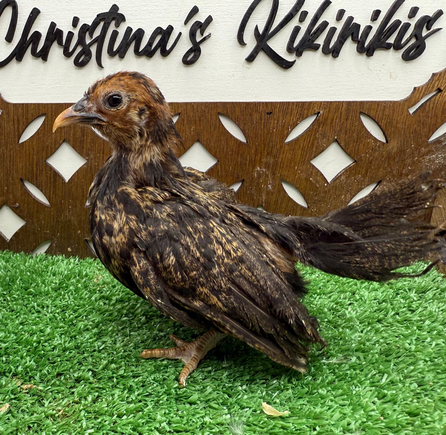Possible Pullet