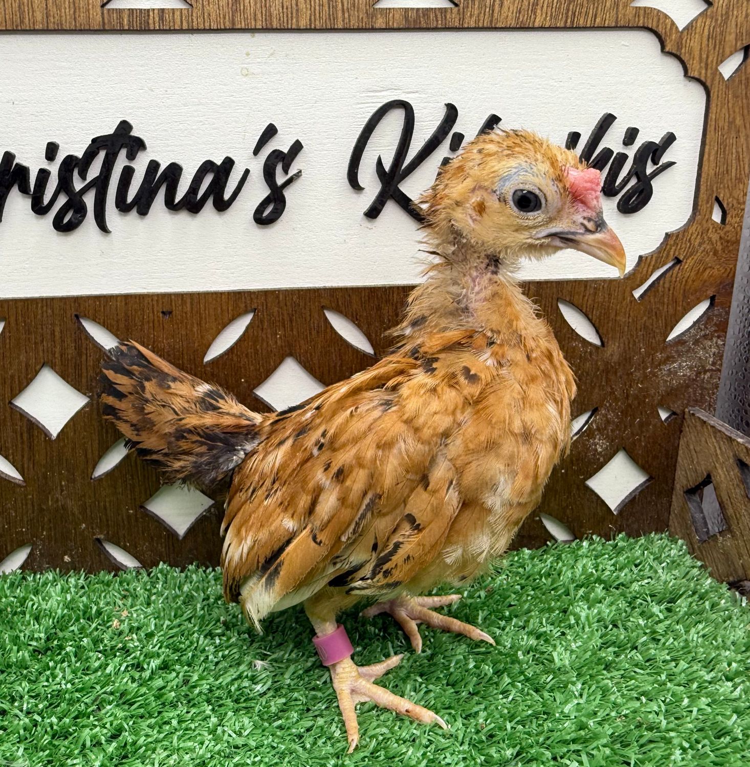 Cockerel