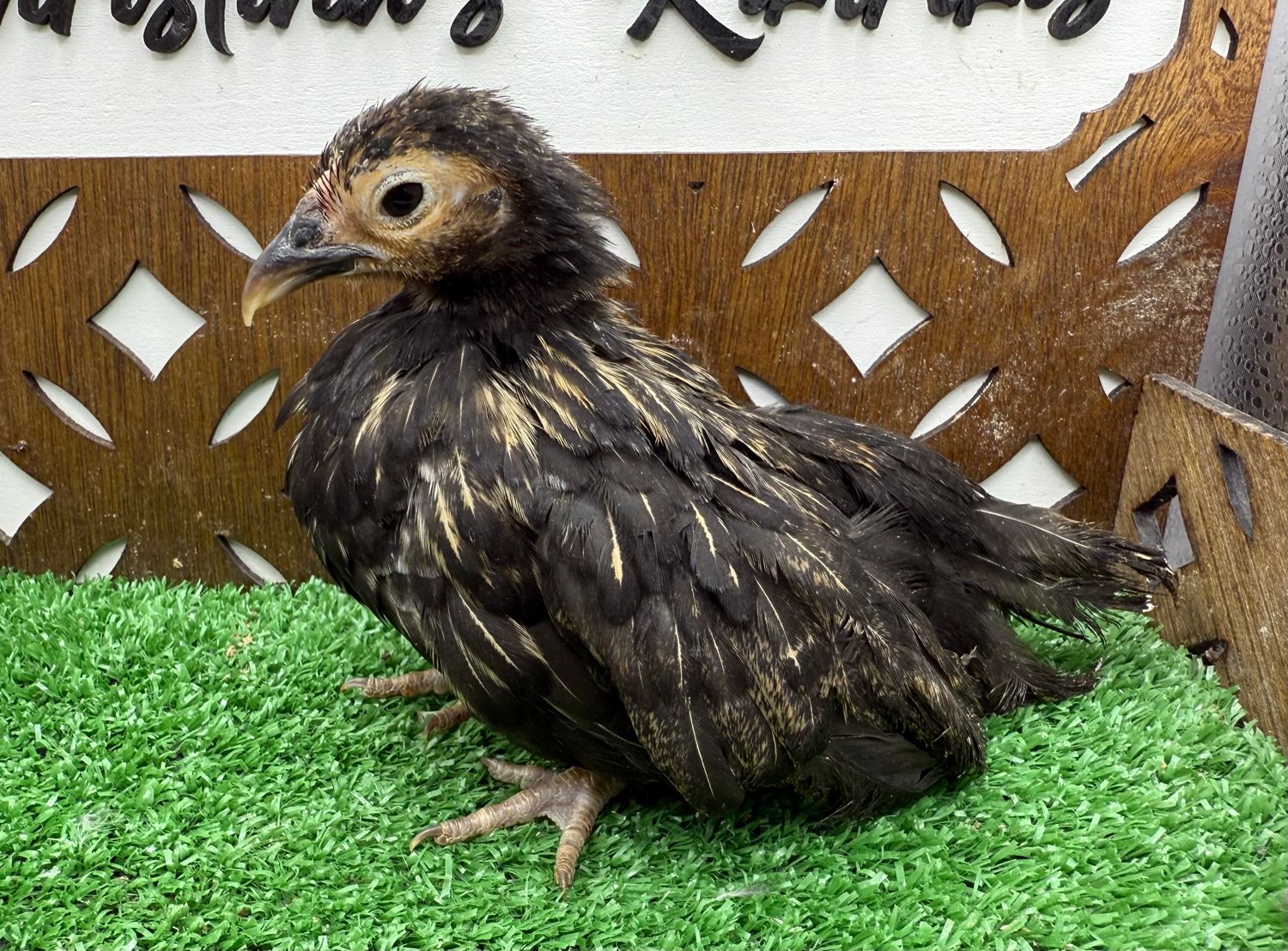 Possible Pullet