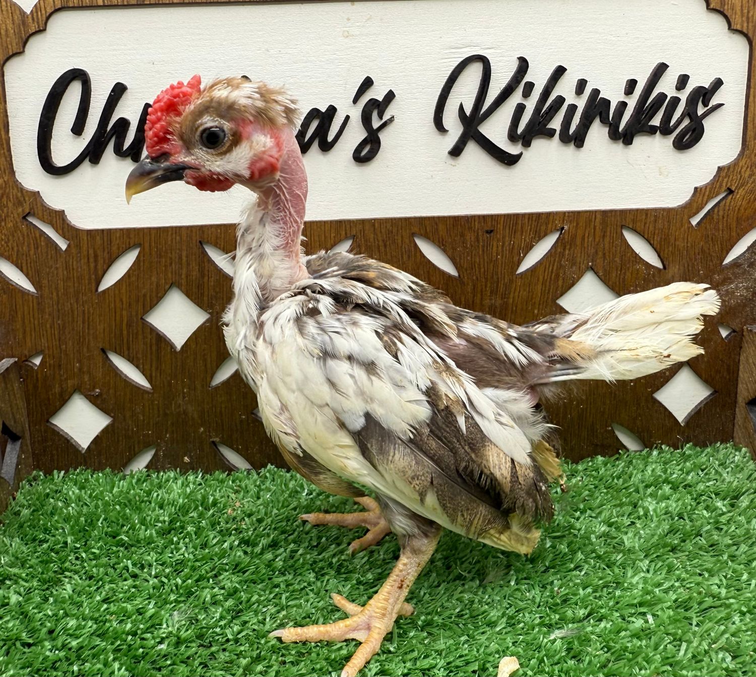 Cockerel