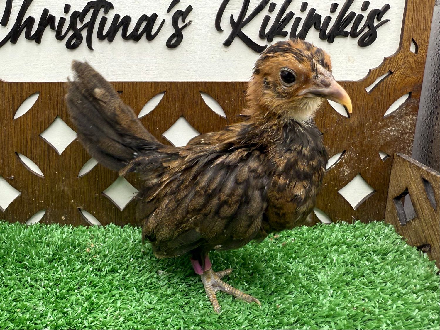 Possible Pullet