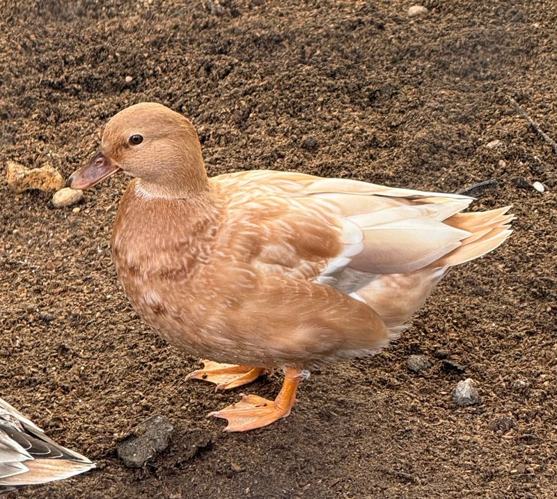Buff Hen