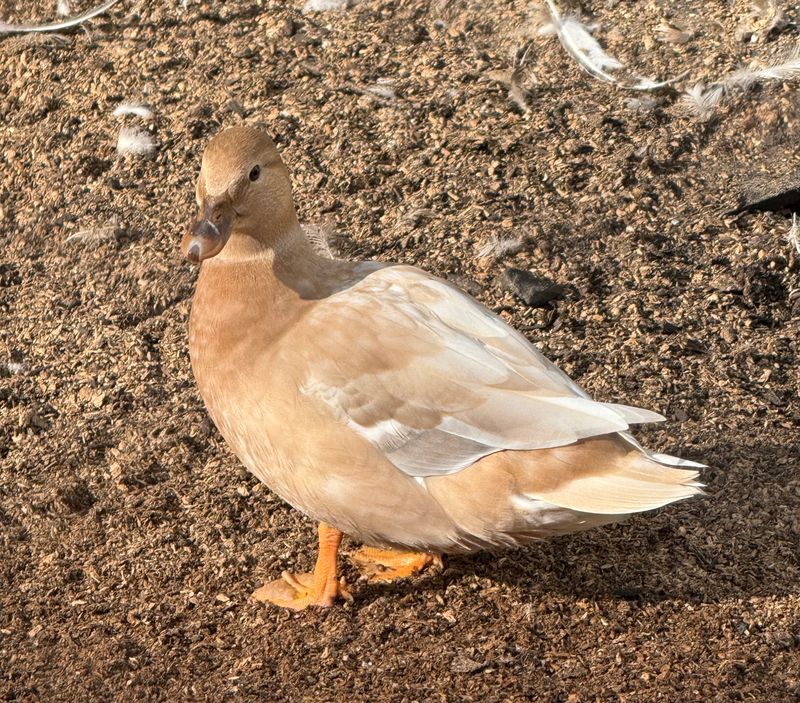 Pastel Hen