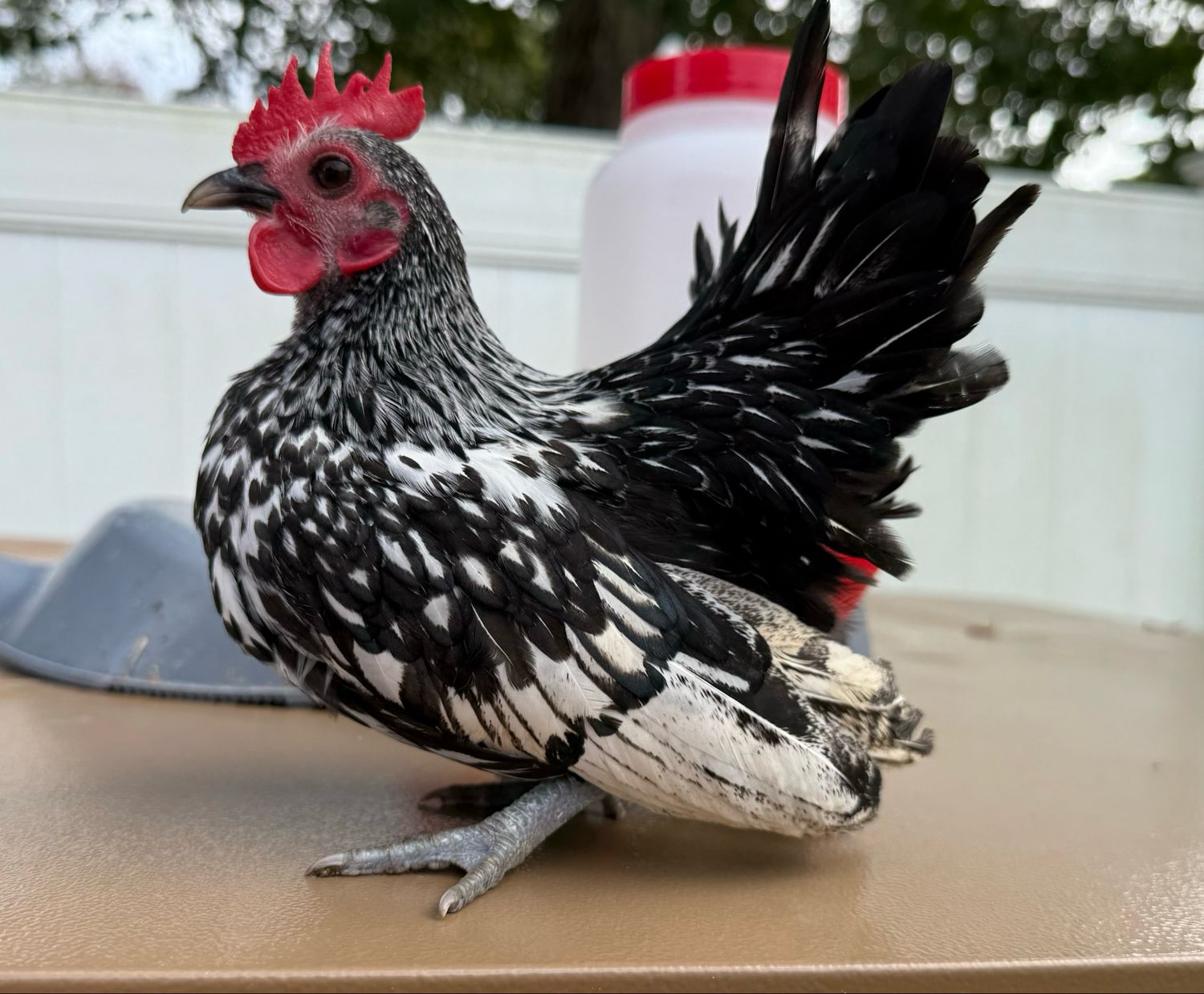 Cockerel
