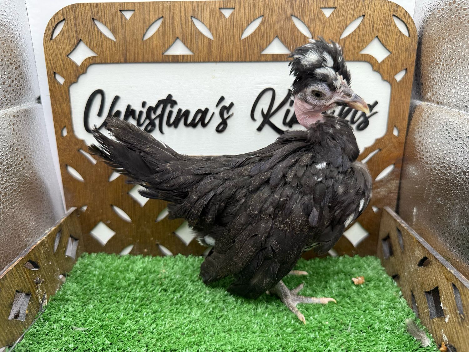 Possible Pullet