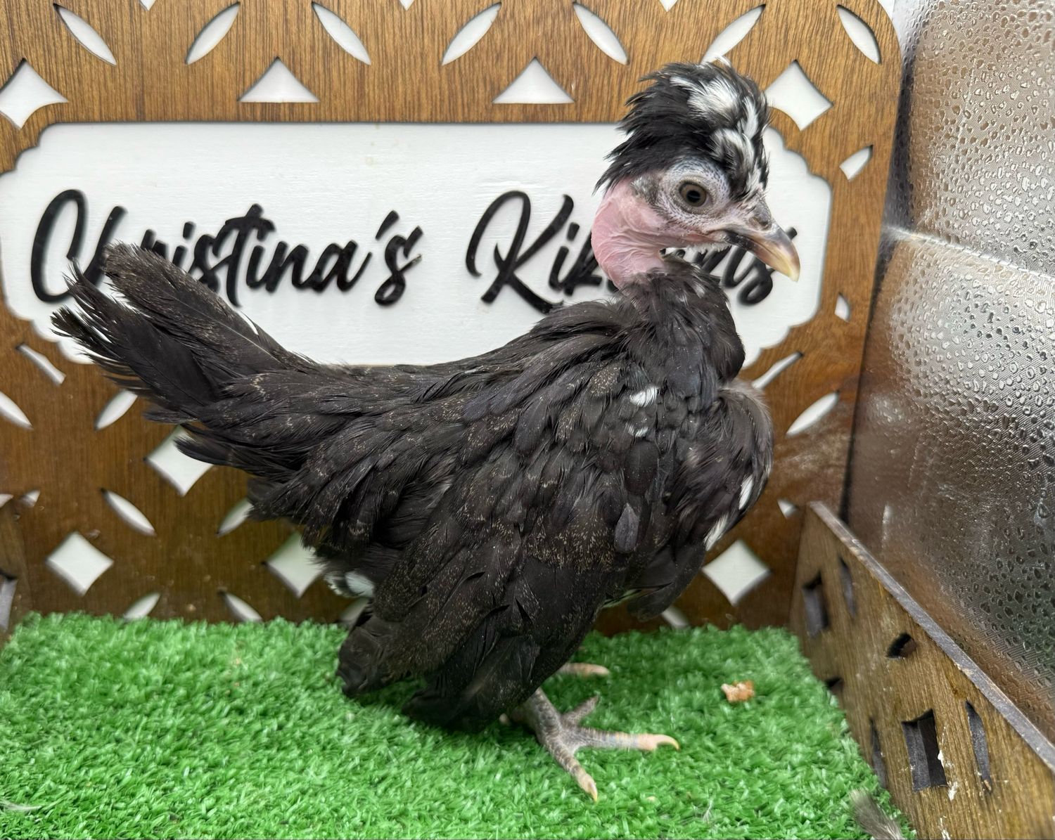 Possible Pullet