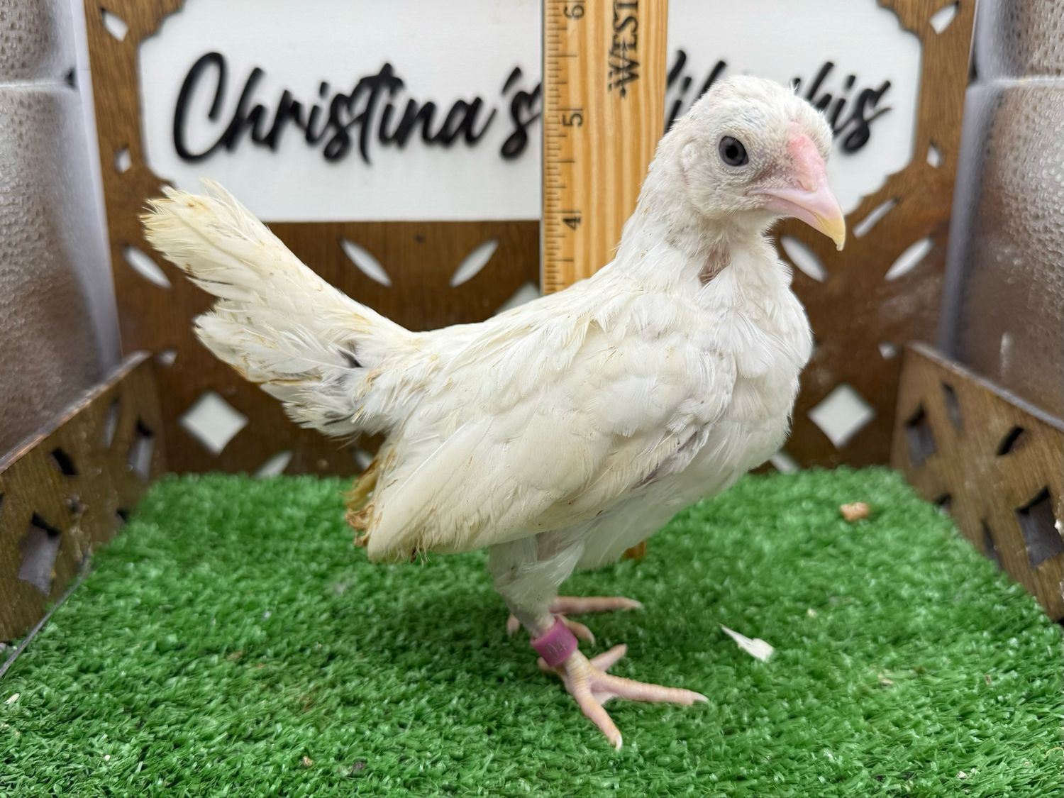 Cockerel