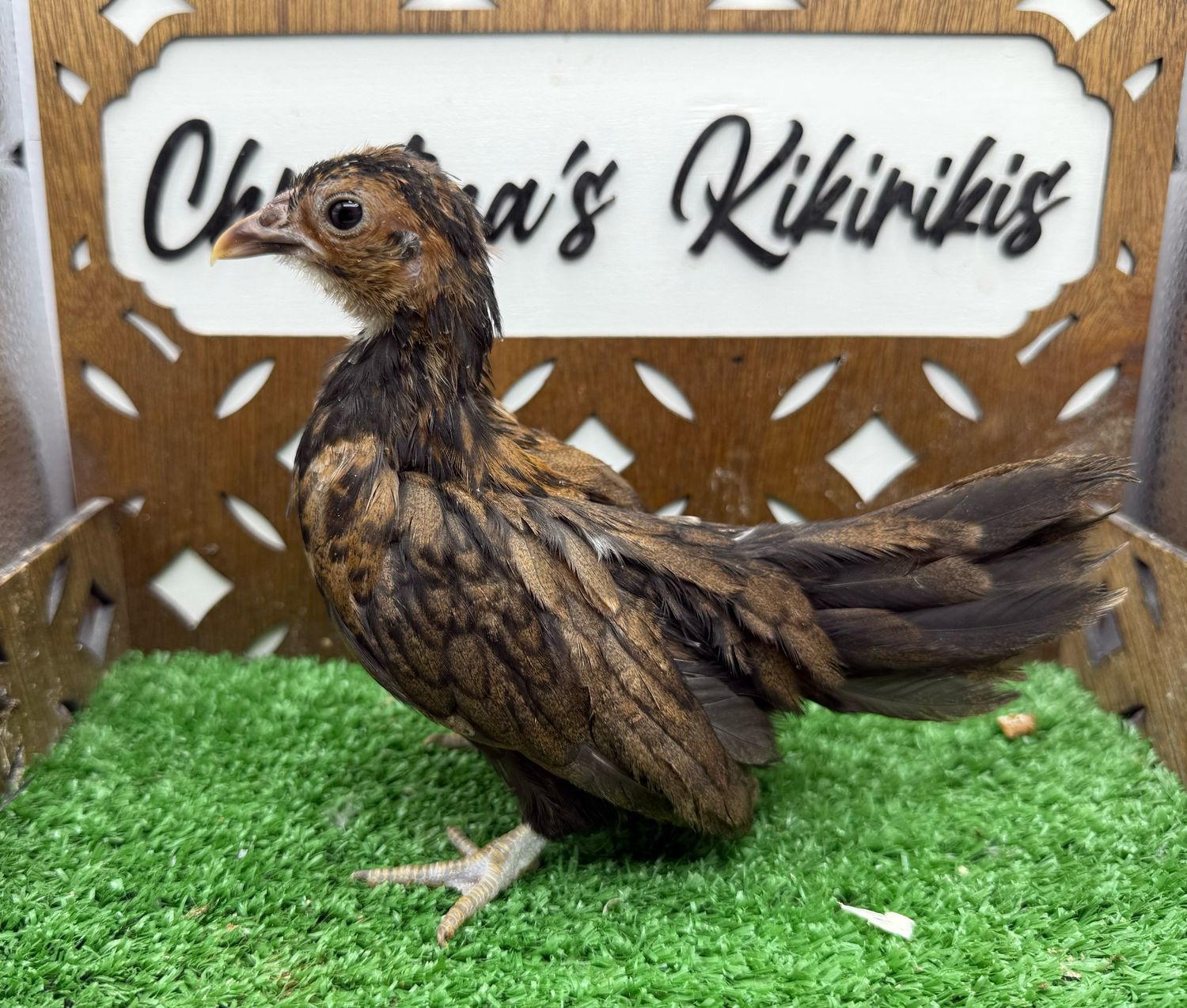 Possible Pullet