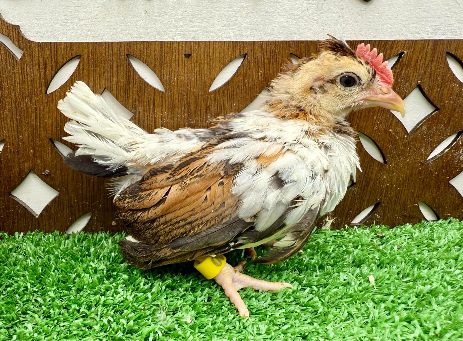 Cockerel