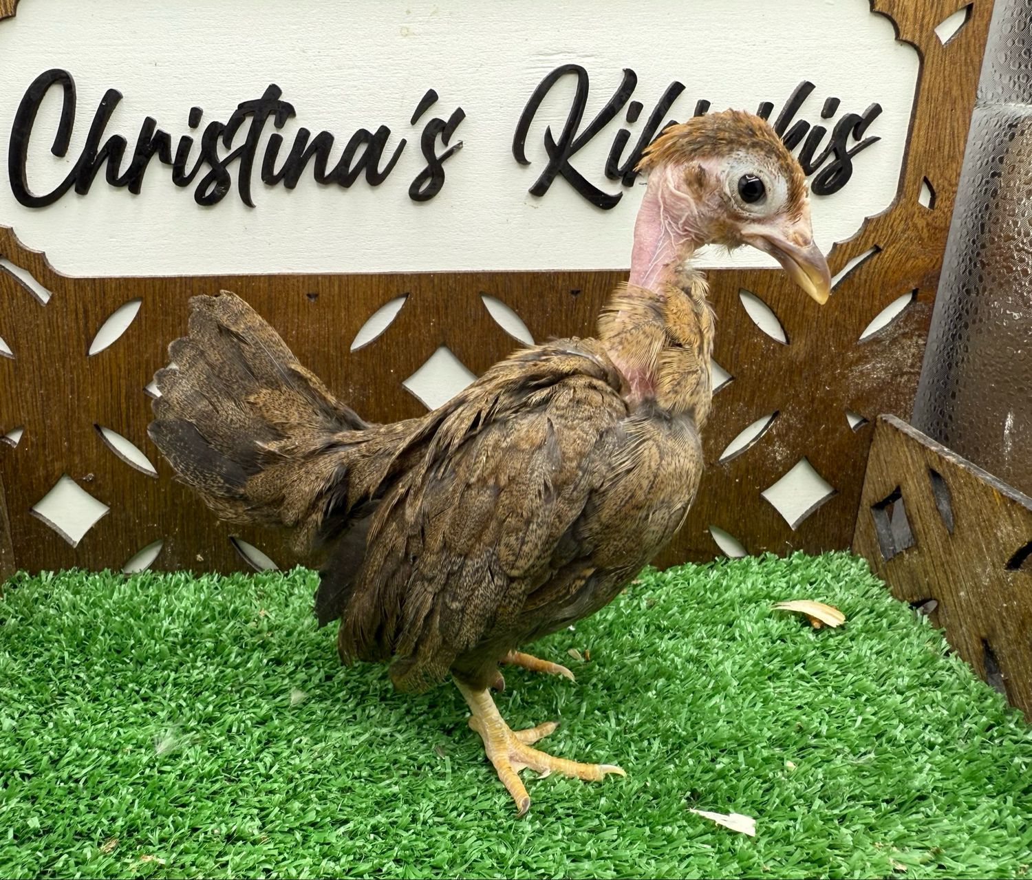 Possible Pullet