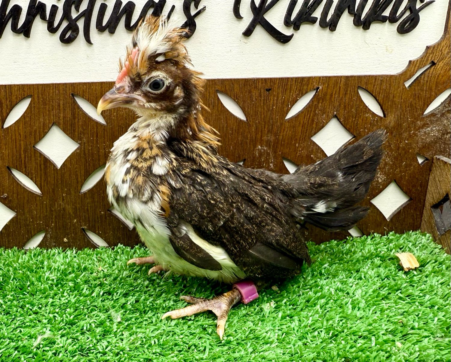 Cockerel