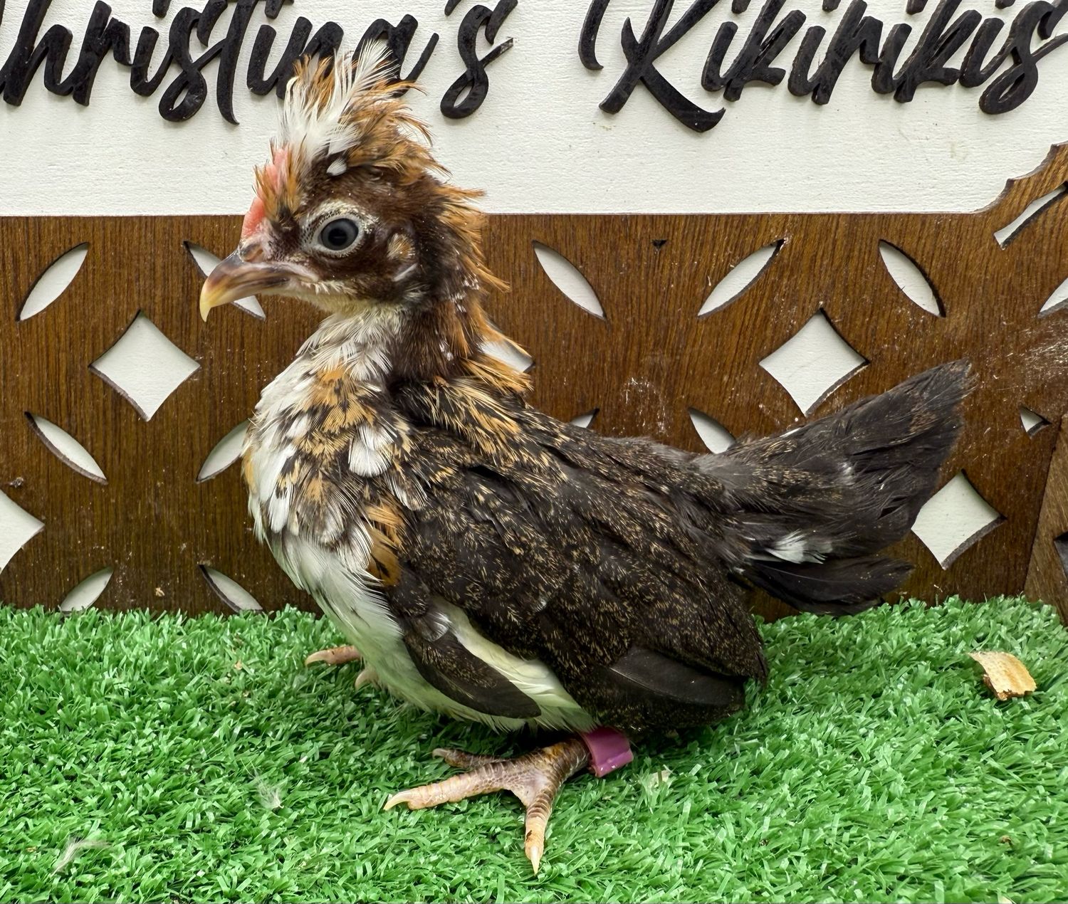 Cockerel
