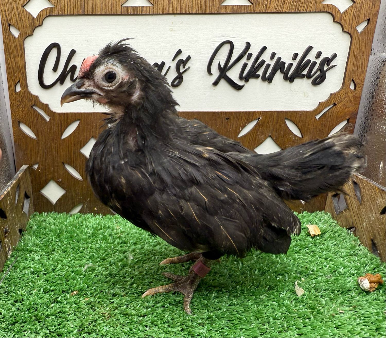 Cockerel