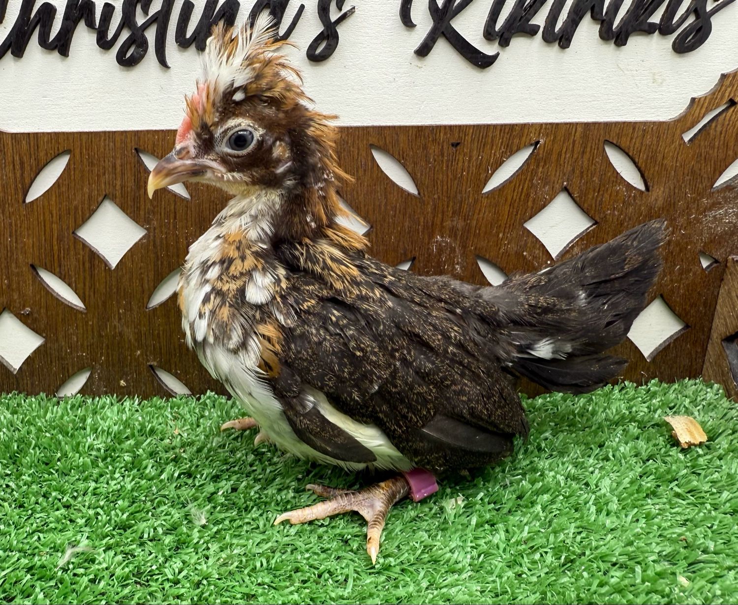 Cockerel