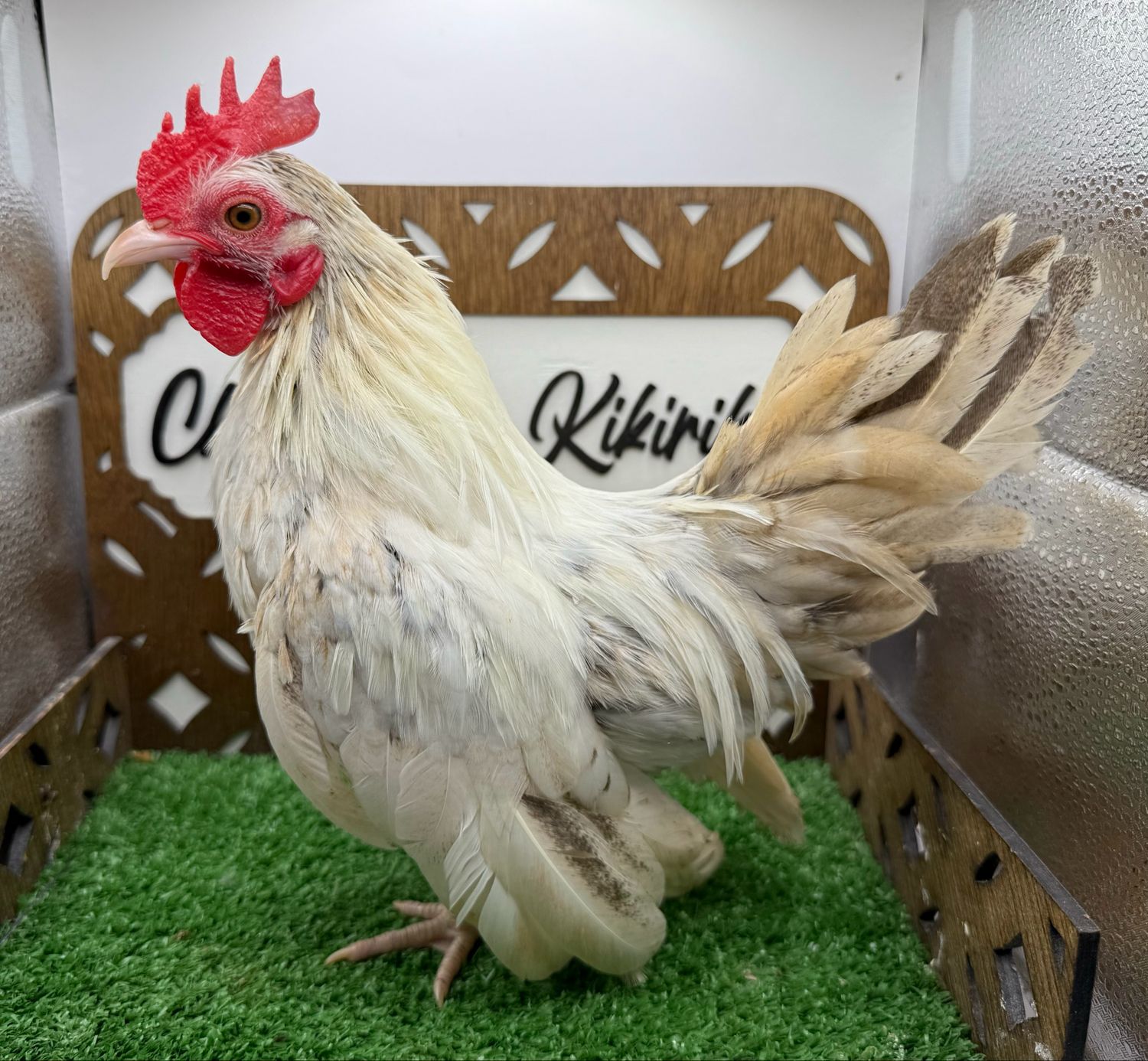 Cockerel