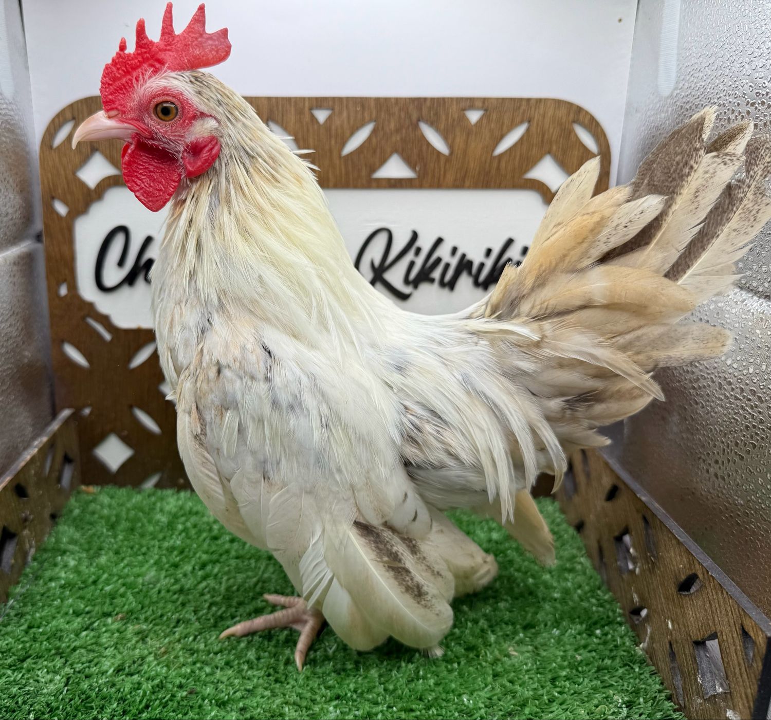 Cockerel