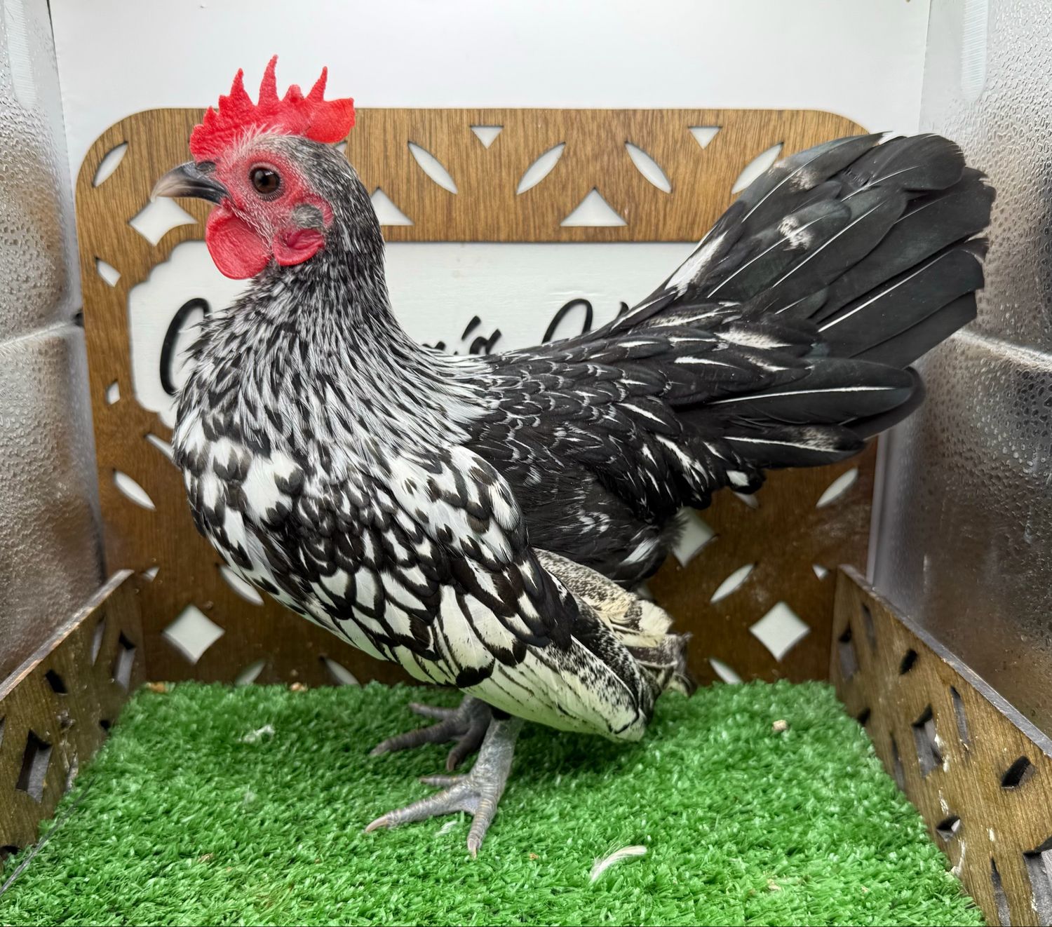 Cockerel