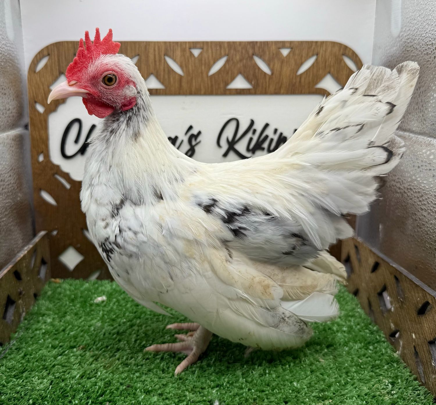 Cockerel