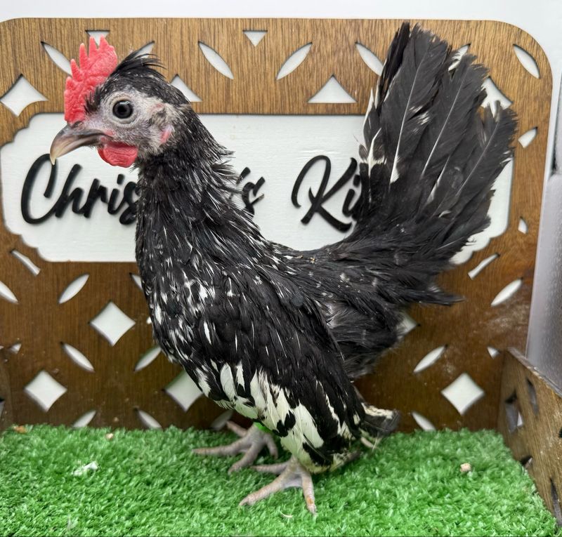 Cockerel