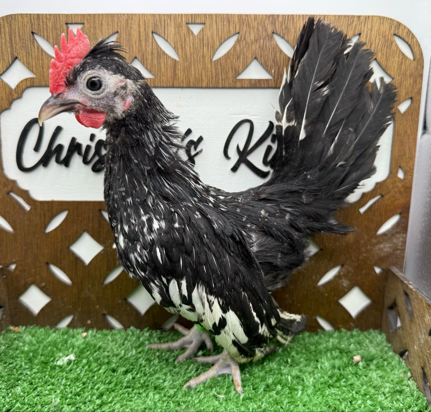 Cockerel