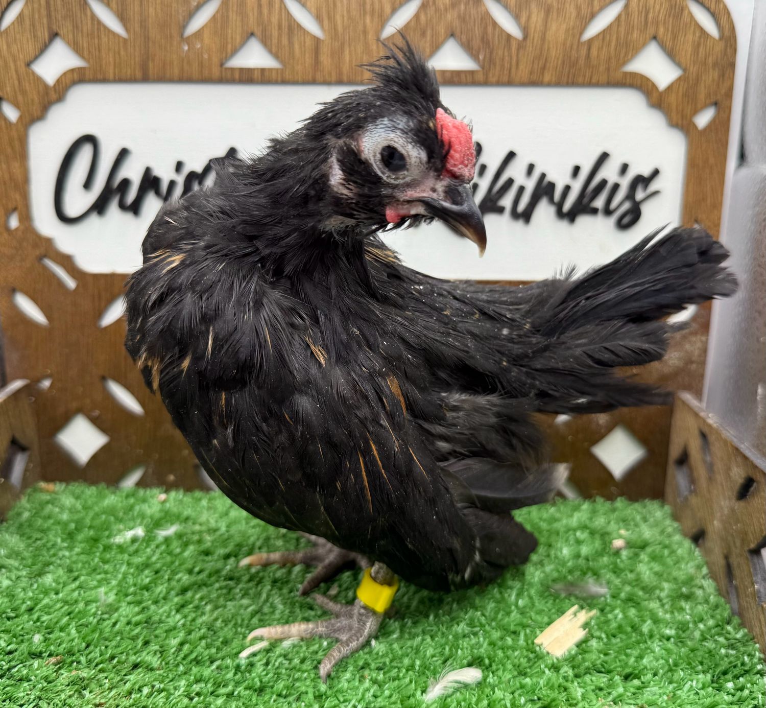 Cockerel