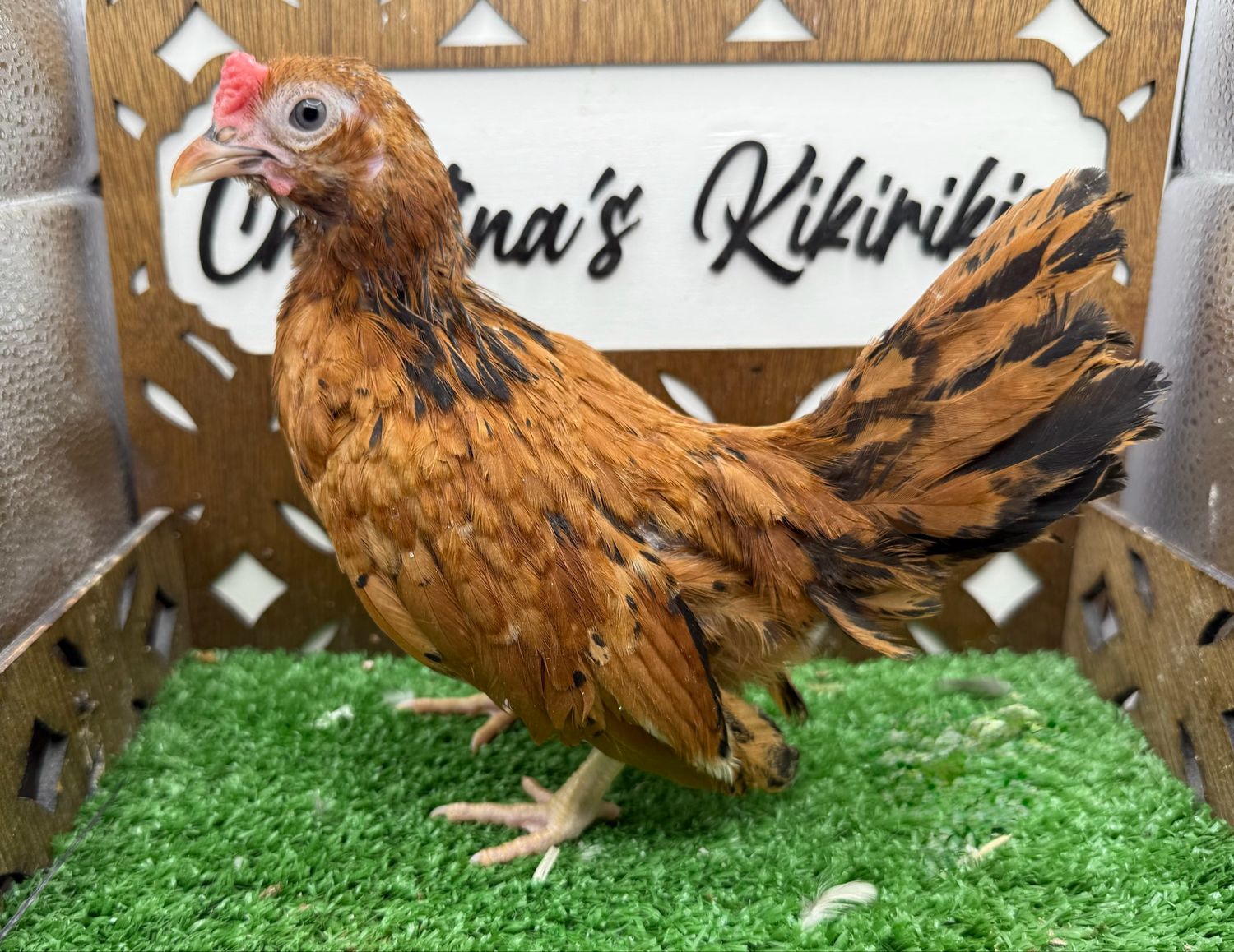 Cockerel