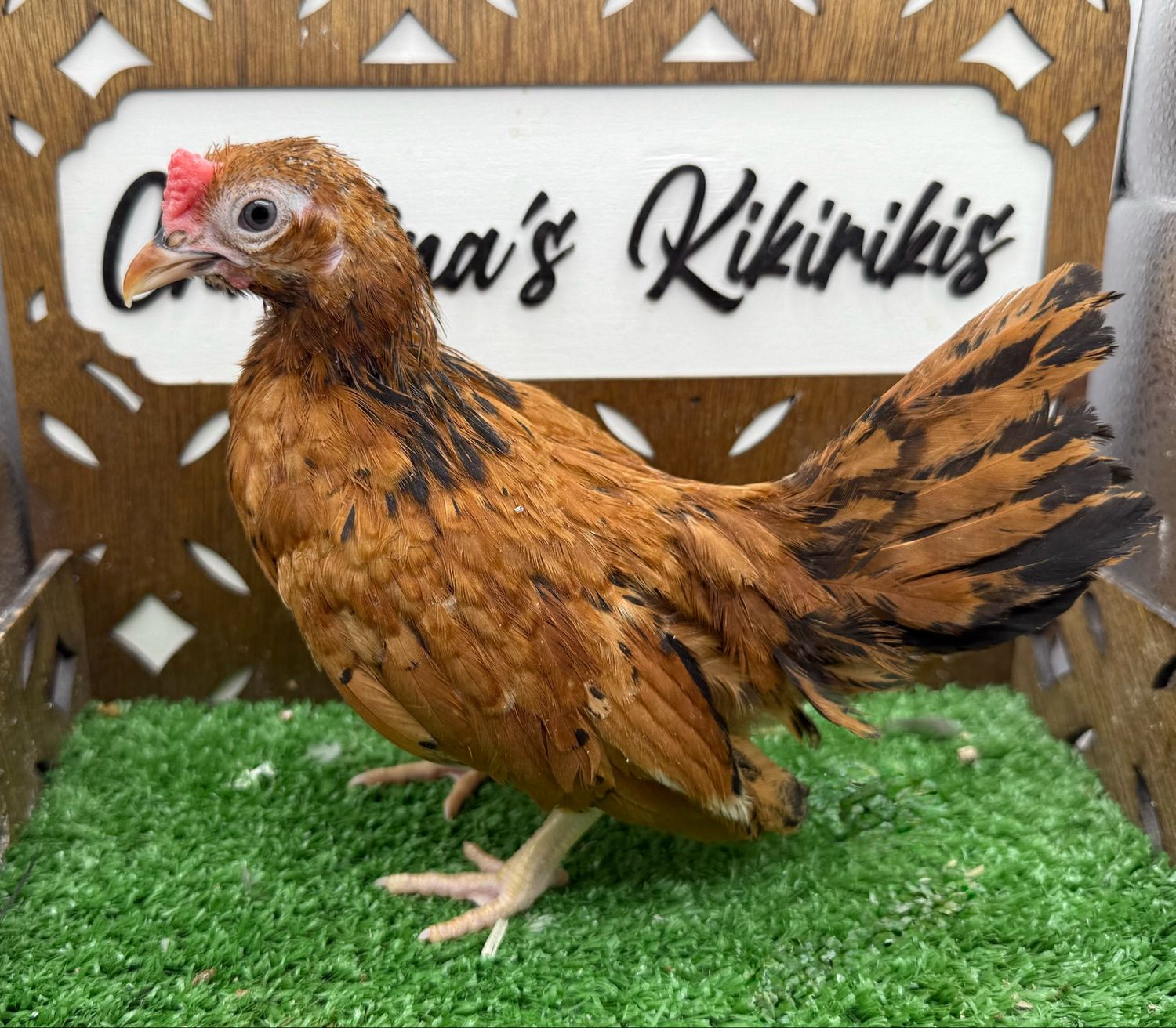 Cockerel