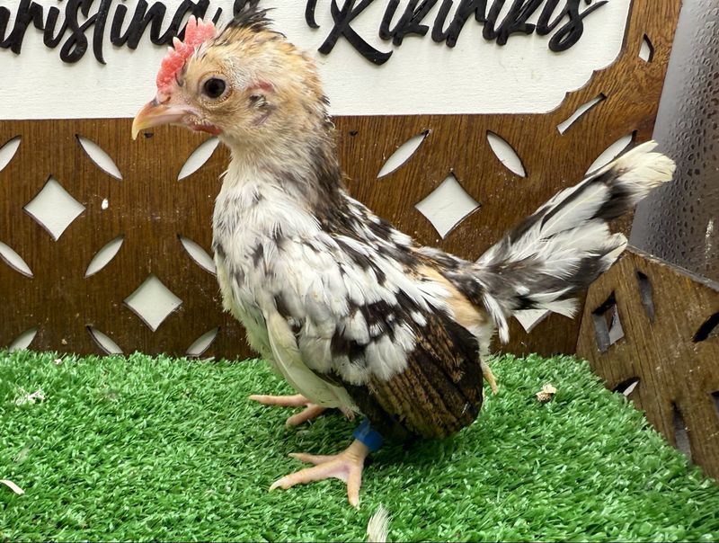 Cockerel