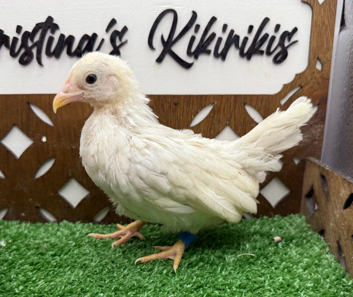 Possible Pullet