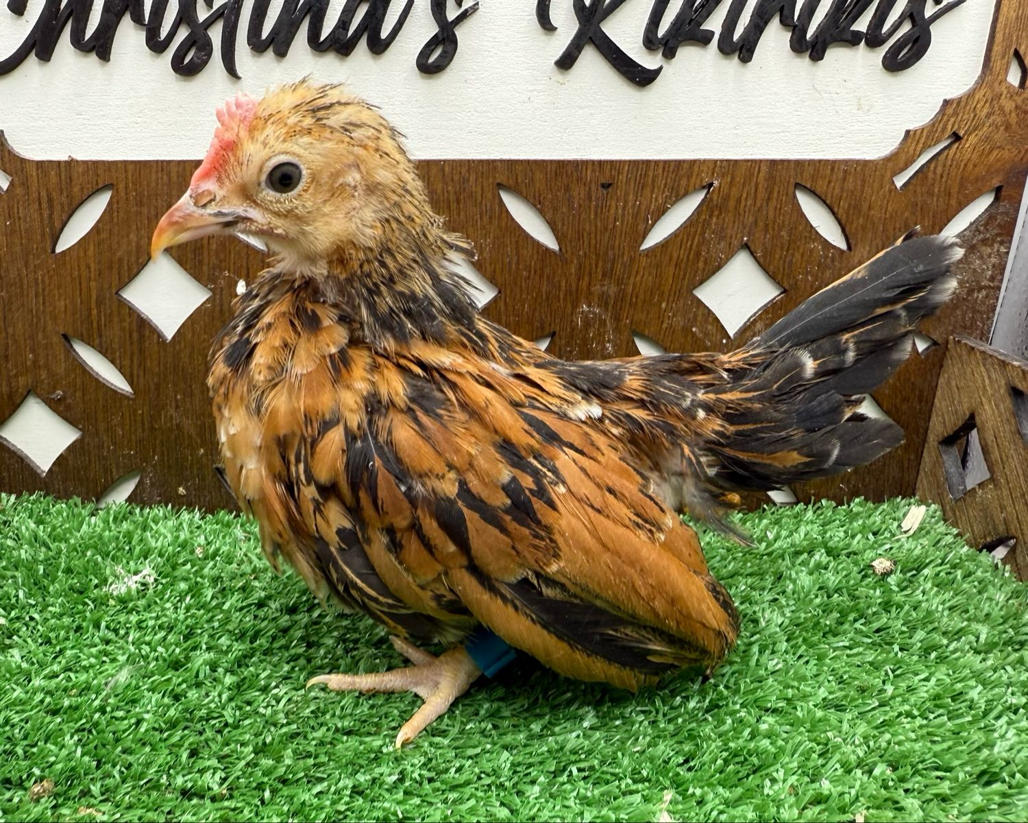 Cockerel