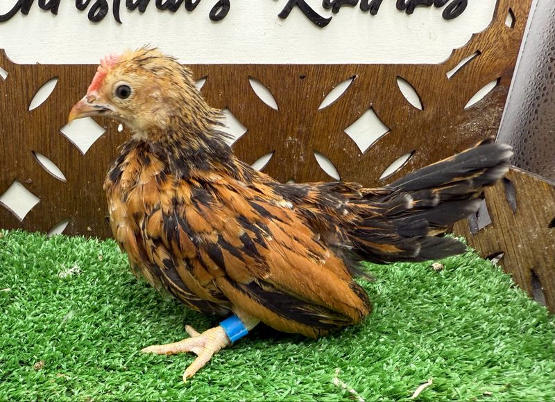 Cockerel