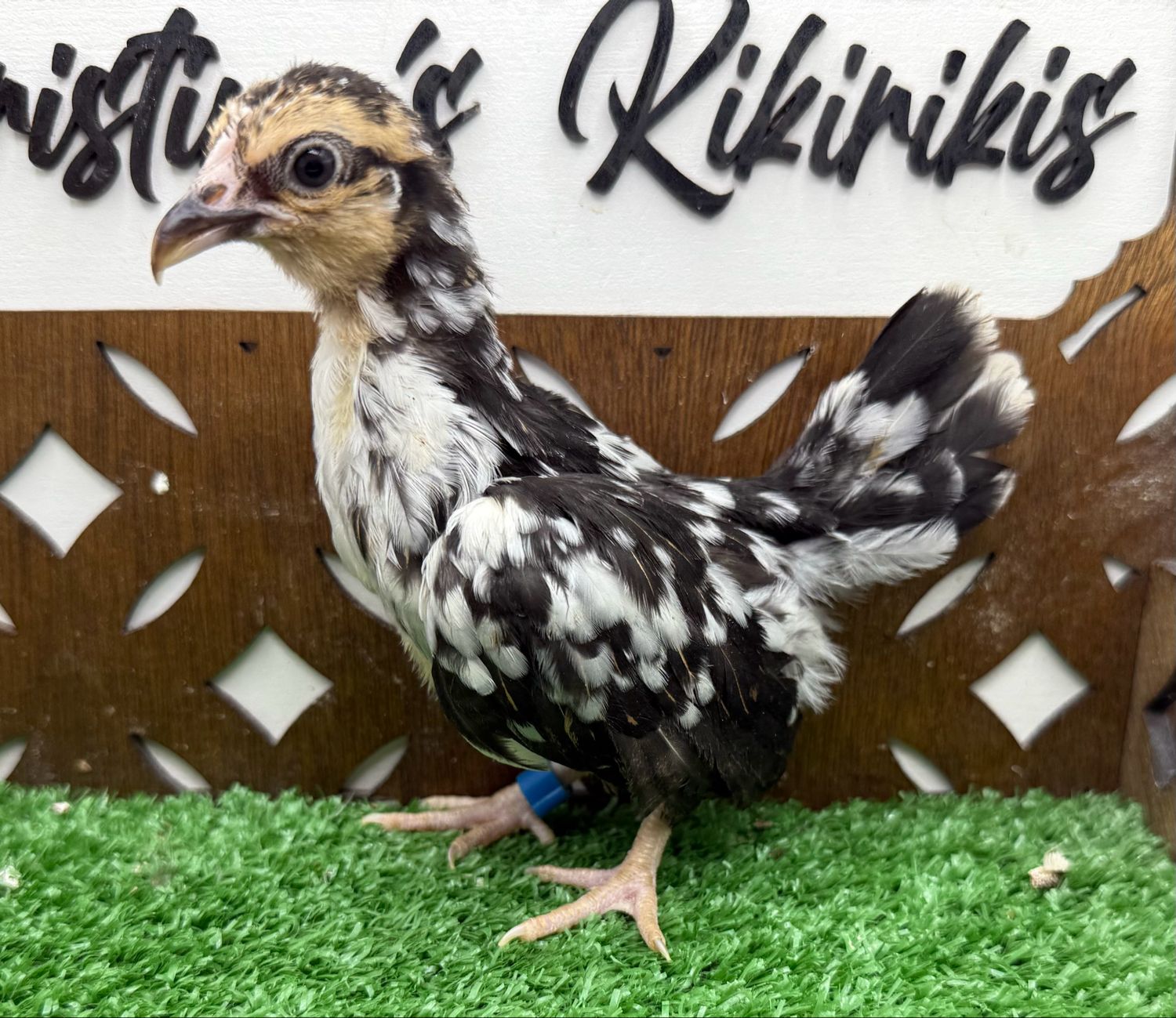 Possible Pullet