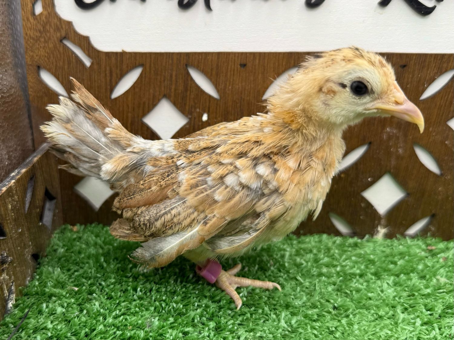 Possible Pullet
