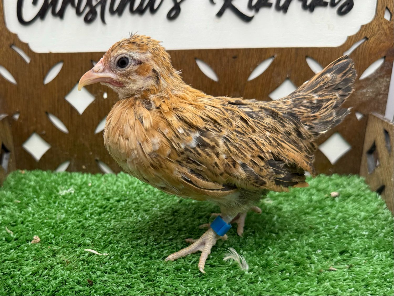 Possible Pullet